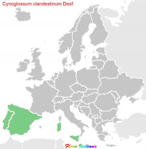 Cynoglossum clandestinum Desf.